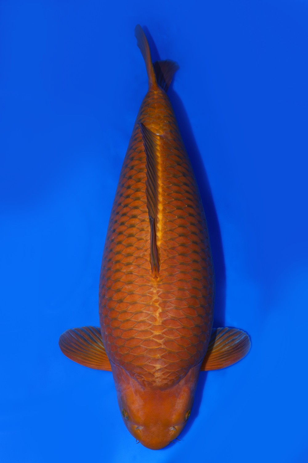 Juara 2
