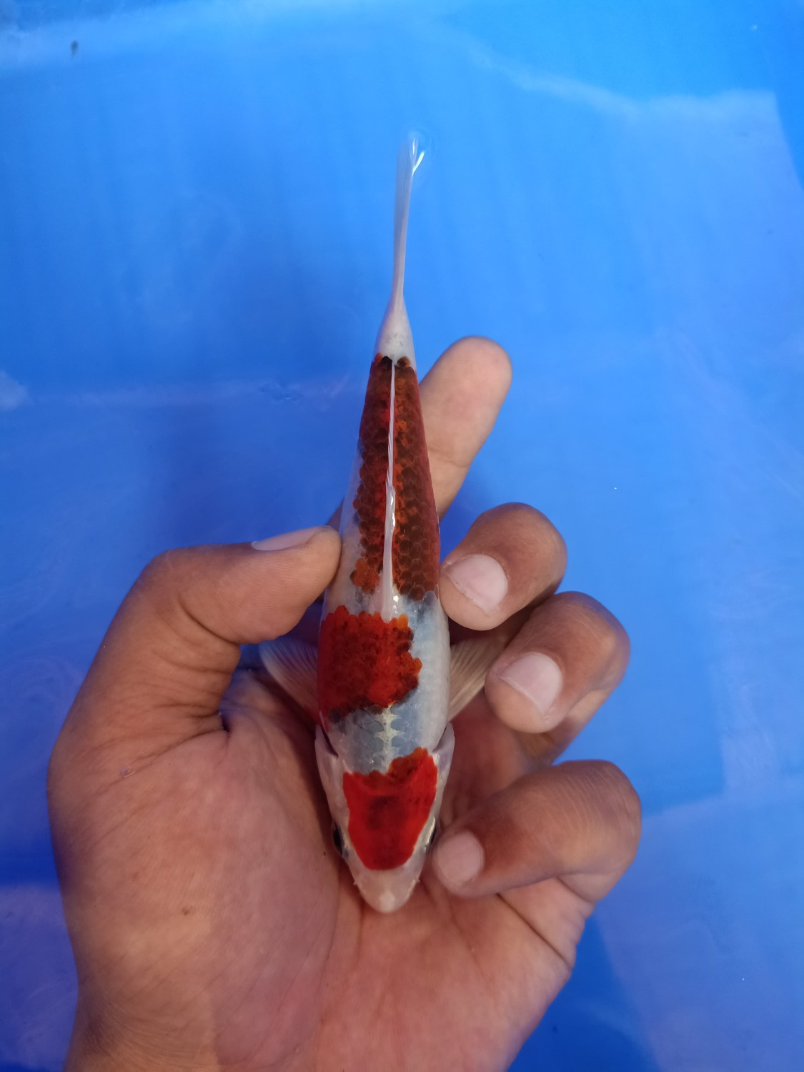 Juara 1