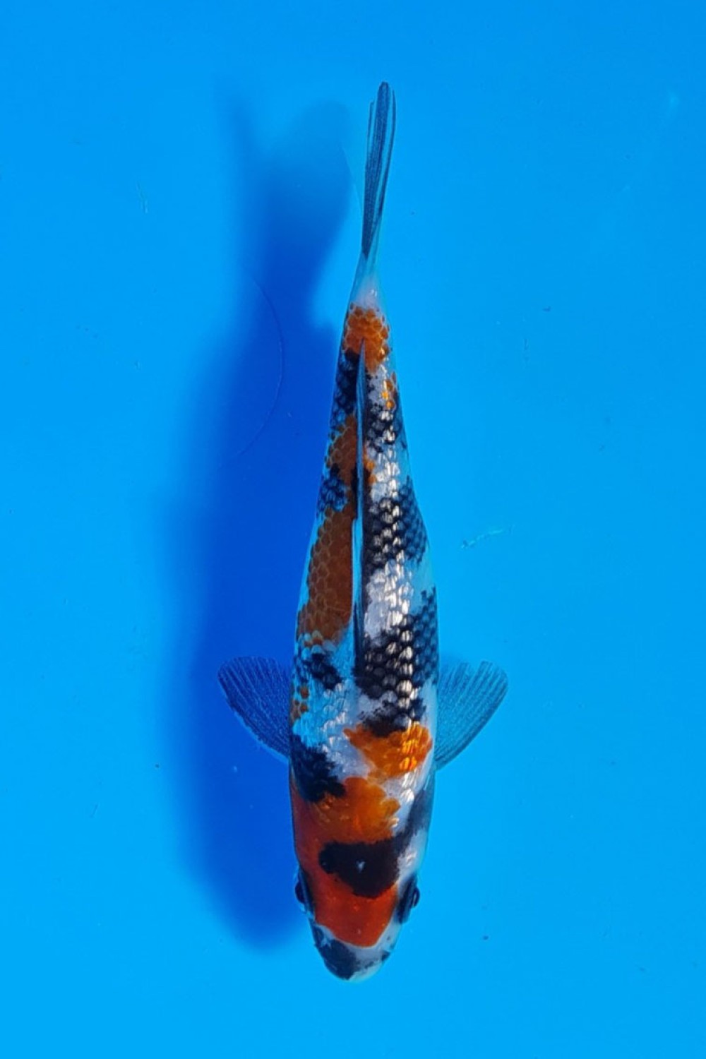 Juara 2