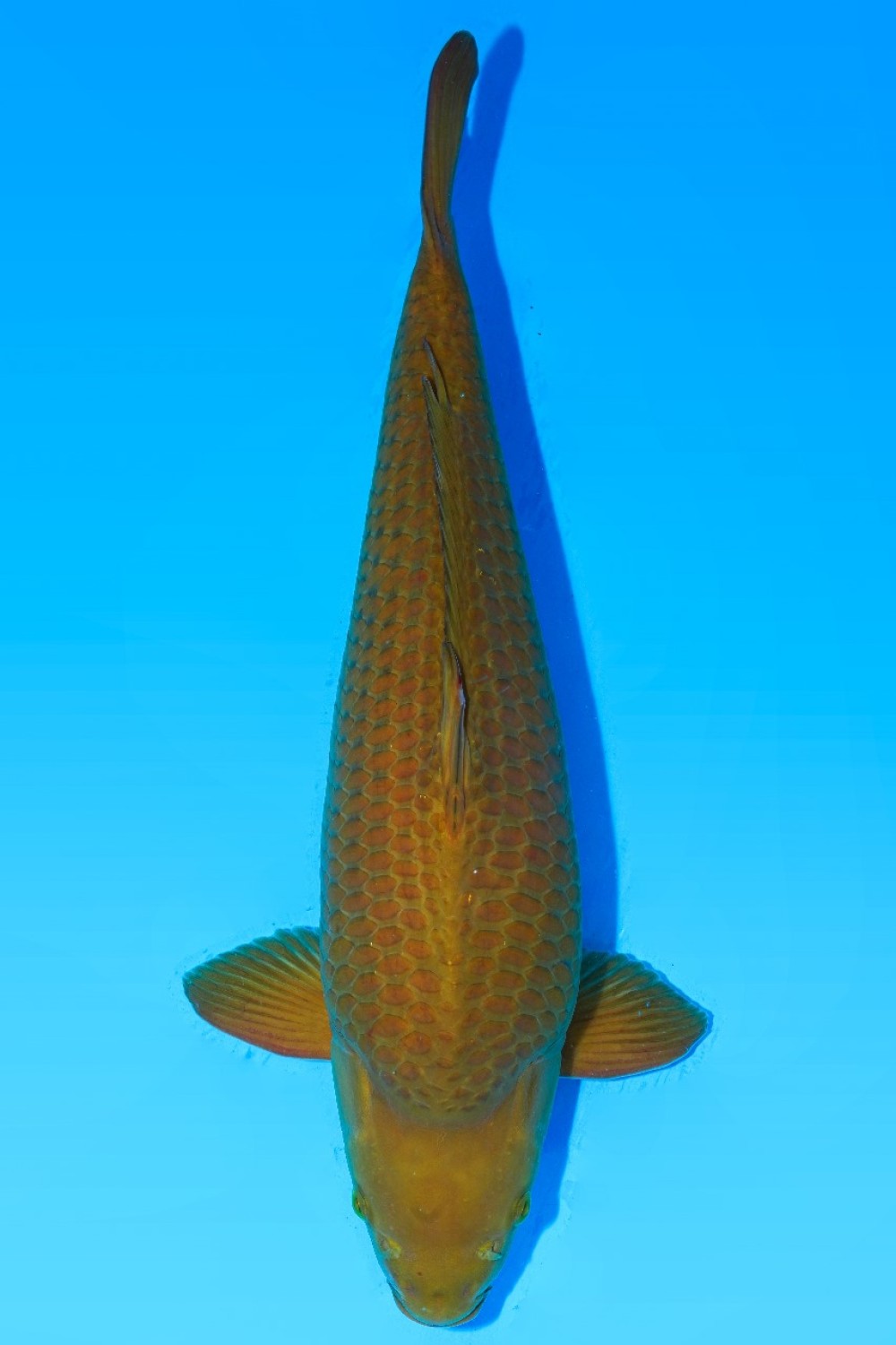 Juara 5