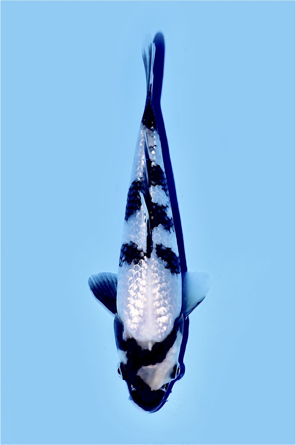 Juara 3