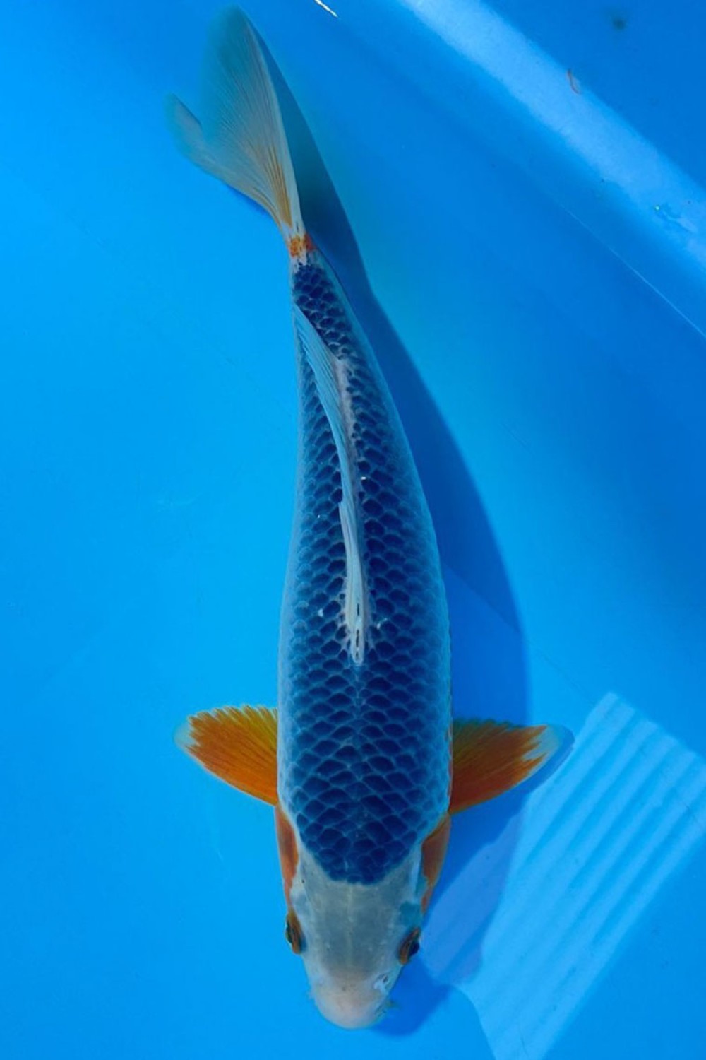 Juara 1