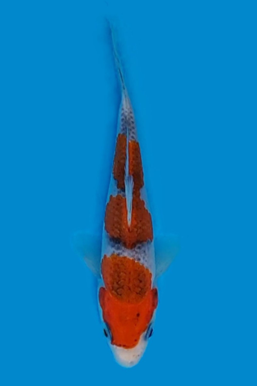 Juara 1