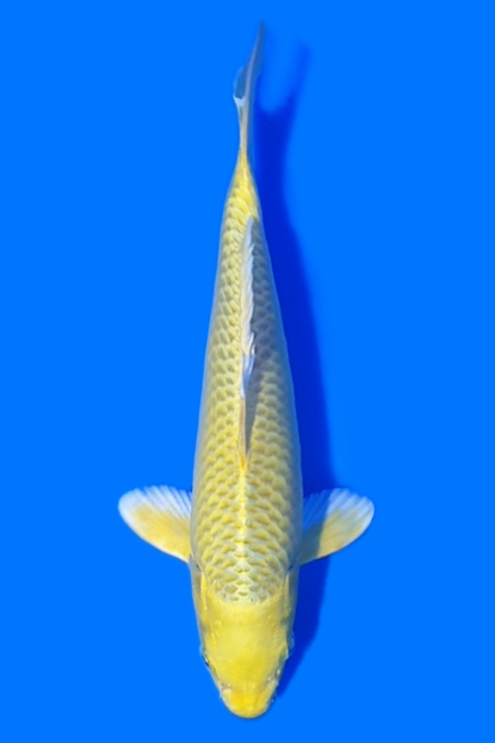 Juara 1