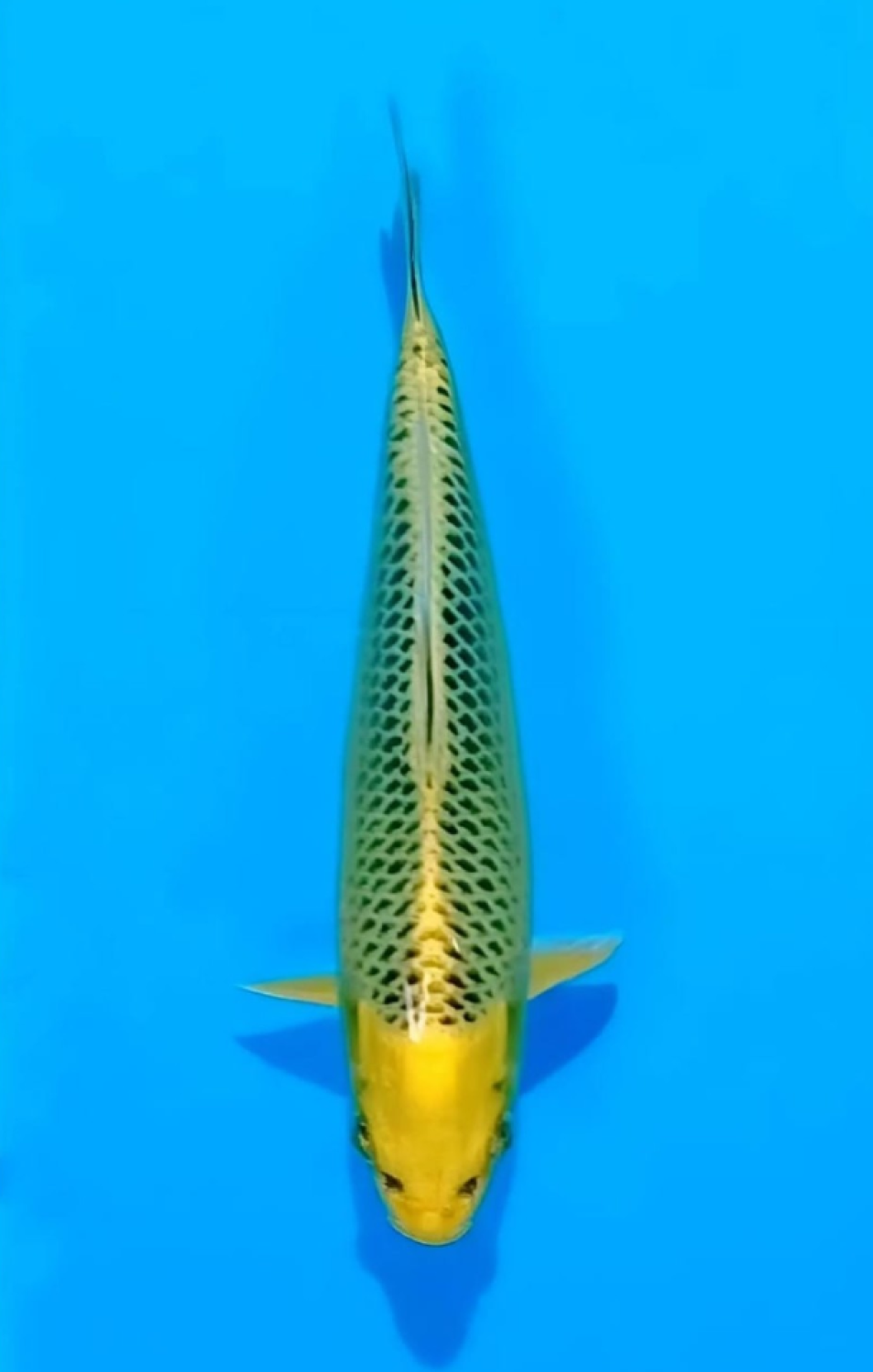 Juara 1