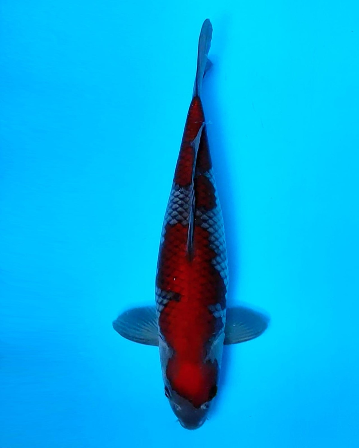 Juara 2