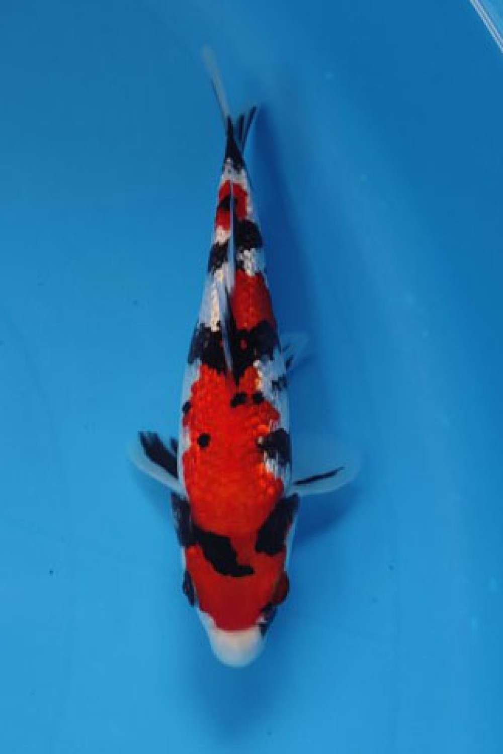 Juara 5
