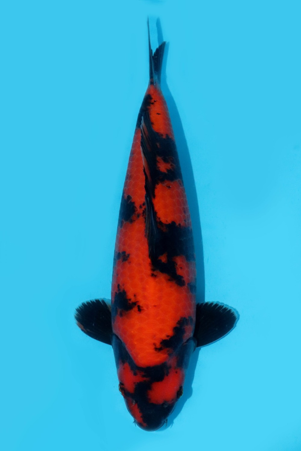 Juara 1