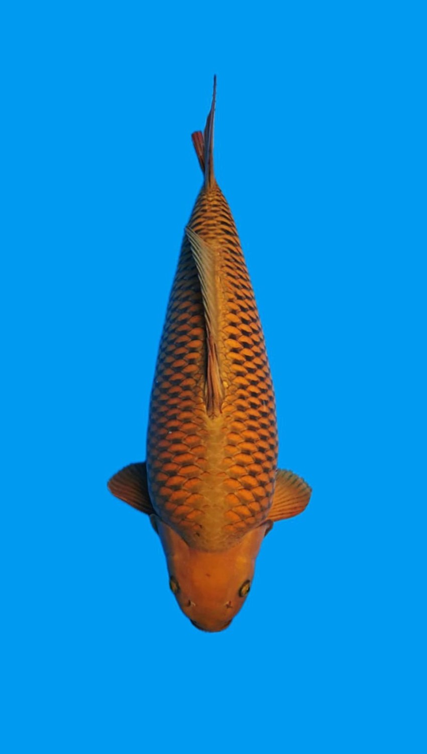 Juara 1