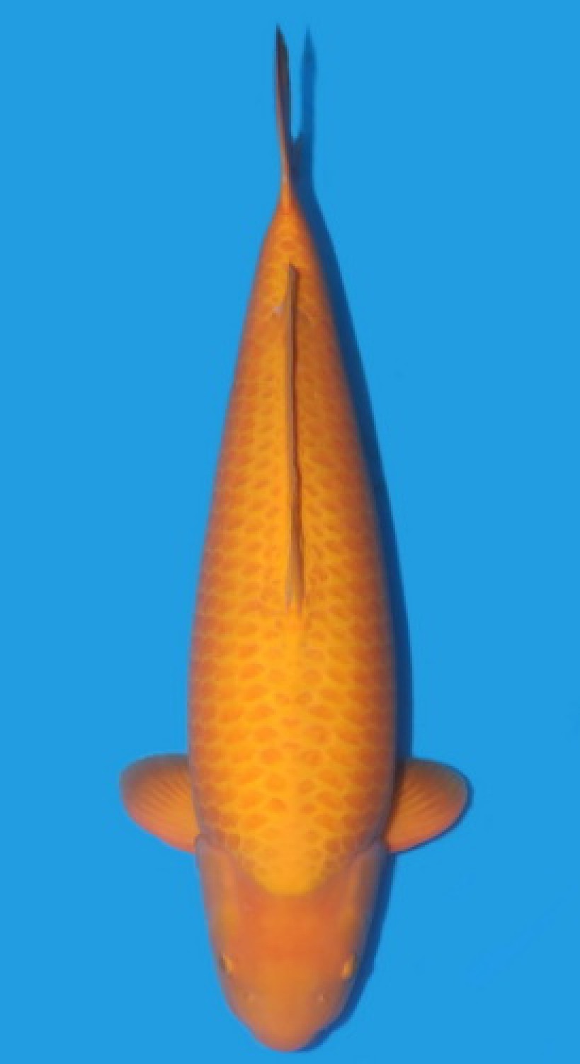 Juara 1