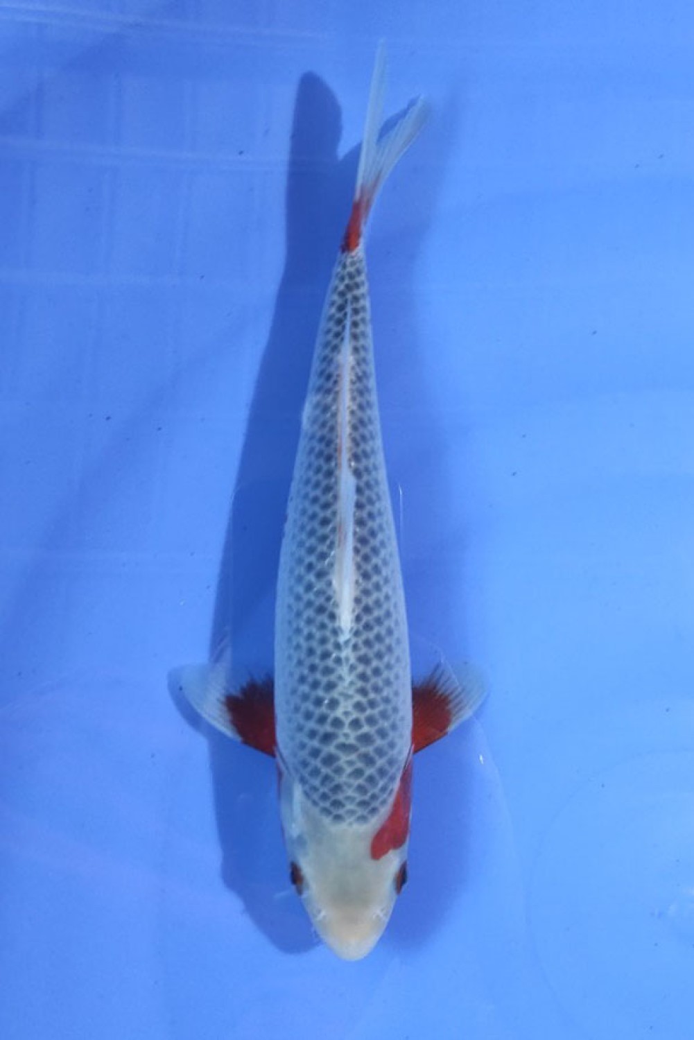 Juara 1