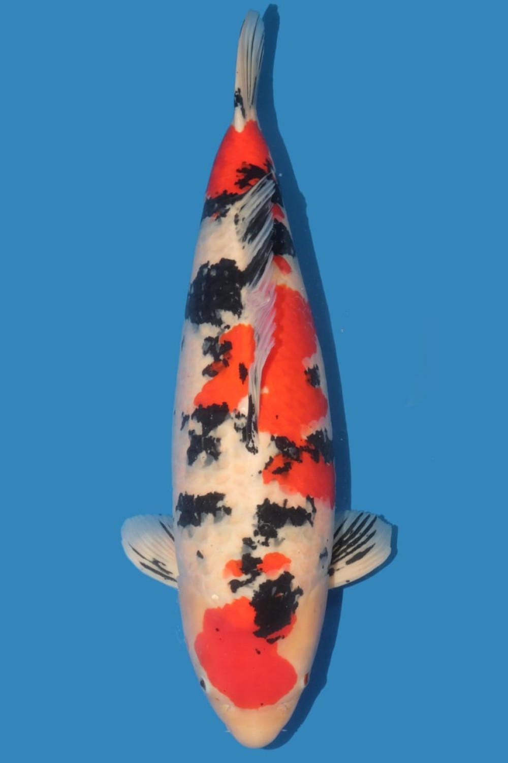 Juara 1