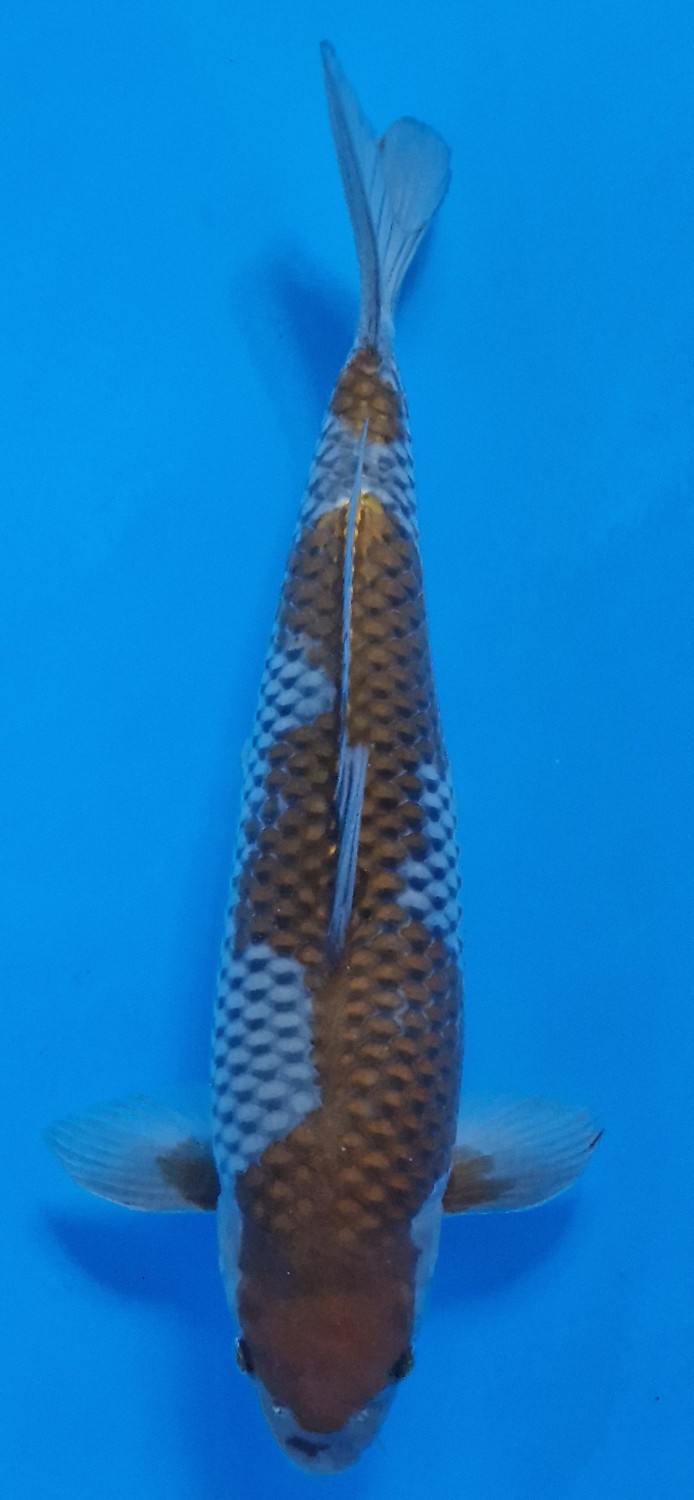 Juara 2