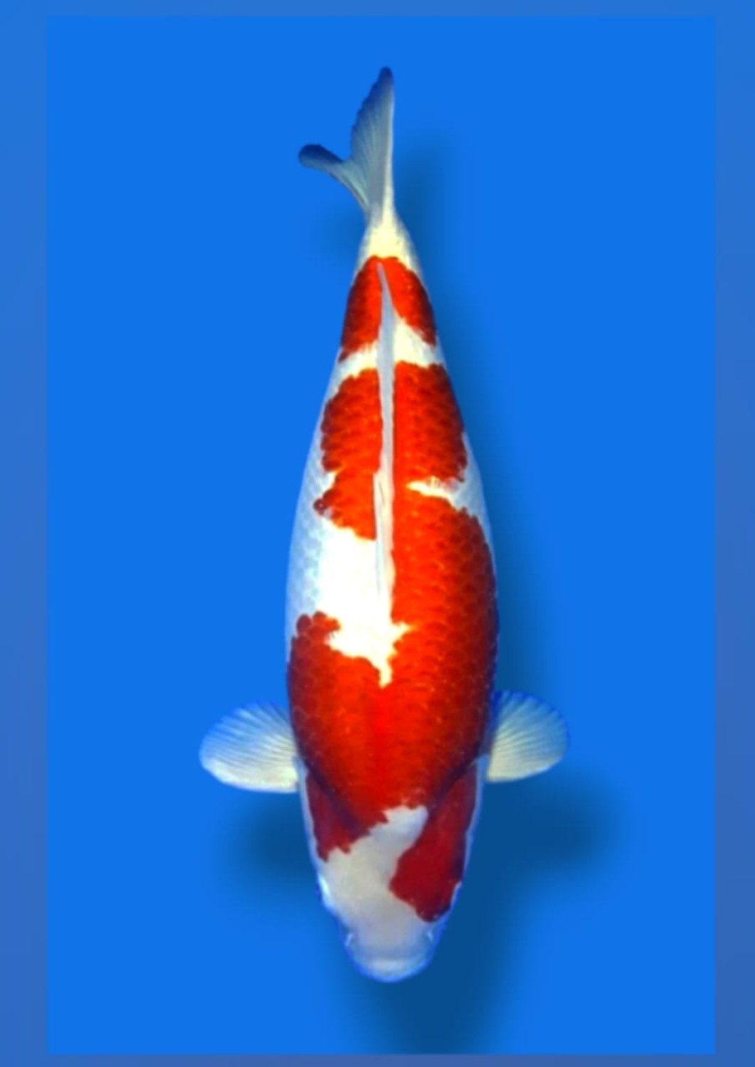 Juara 1