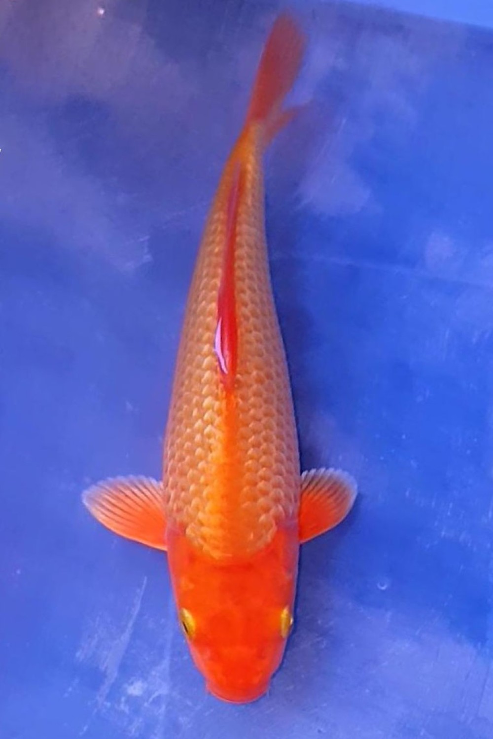Best In Size E 16 - 20 cm