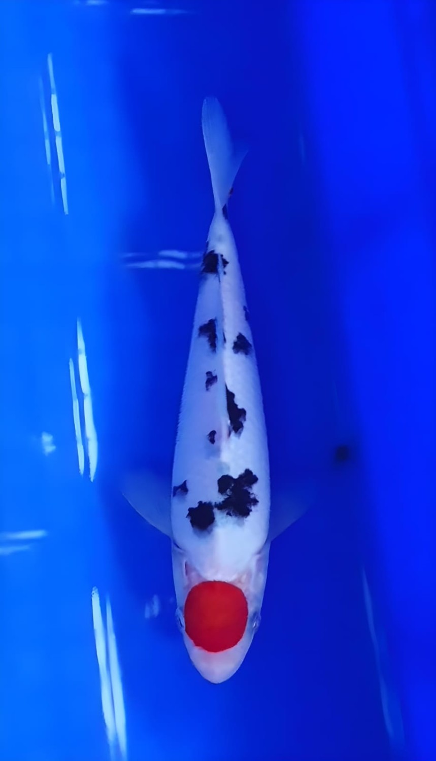 Juara 2