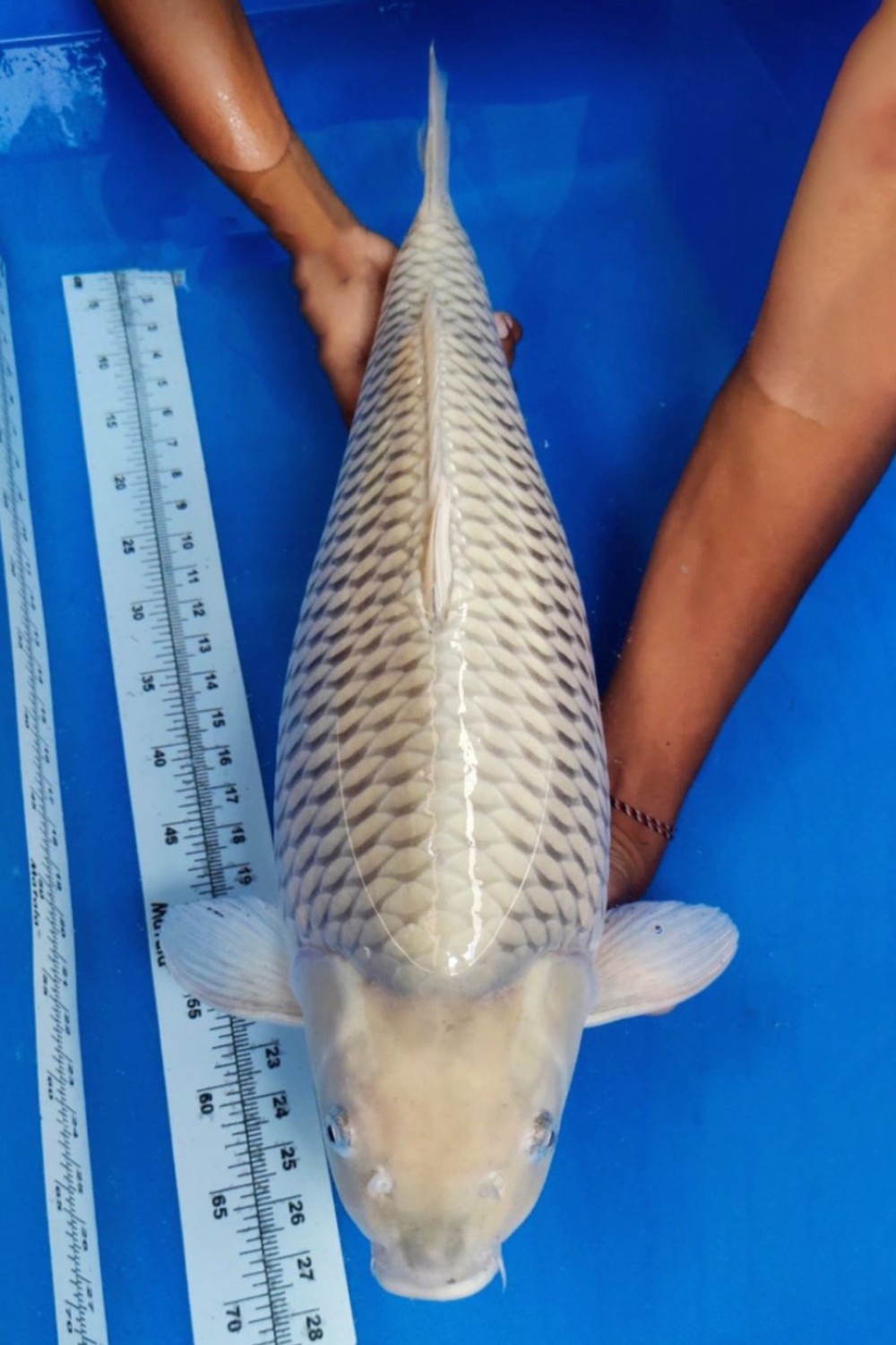 Juara 1