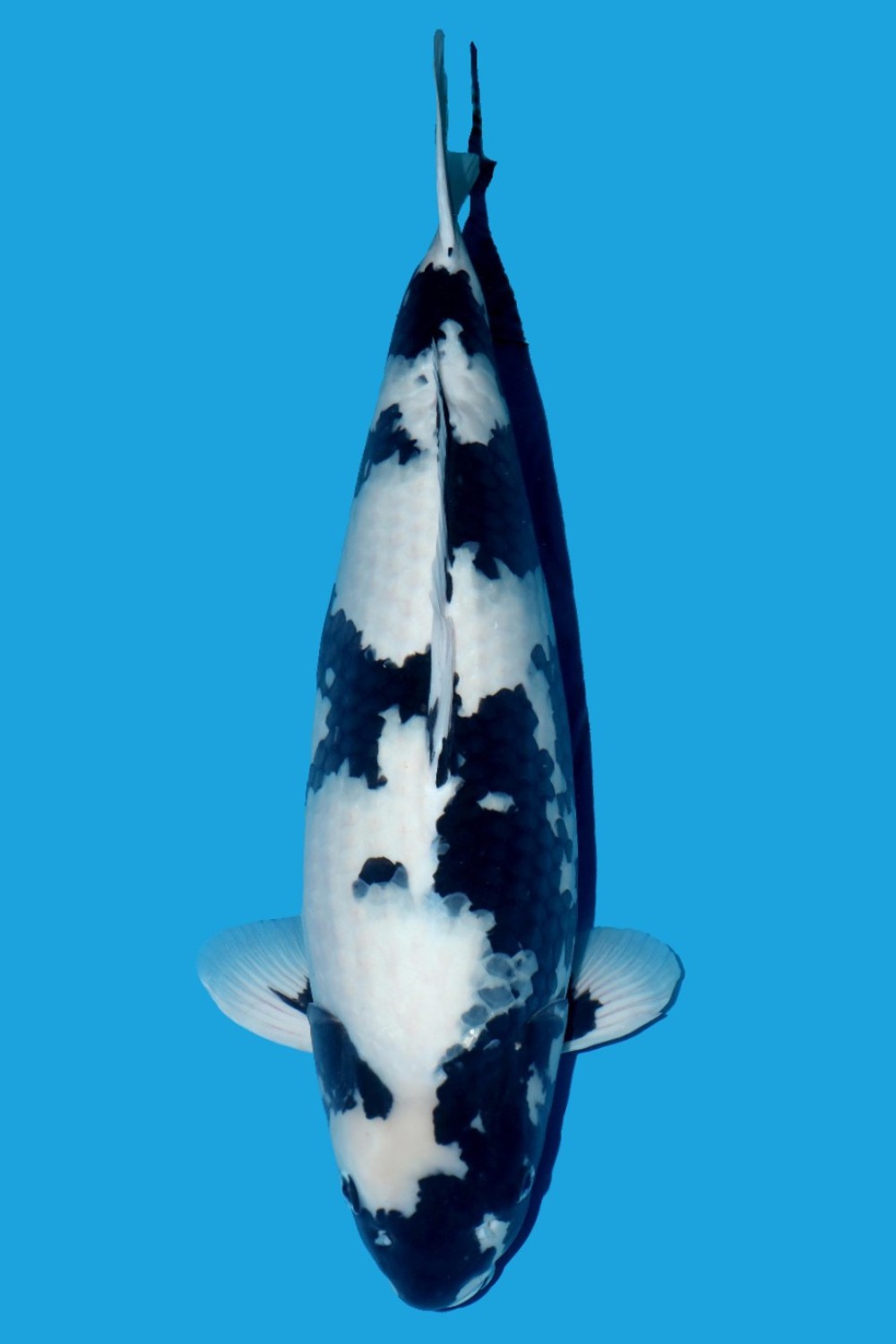 Best In Size B 71 - 75 cm