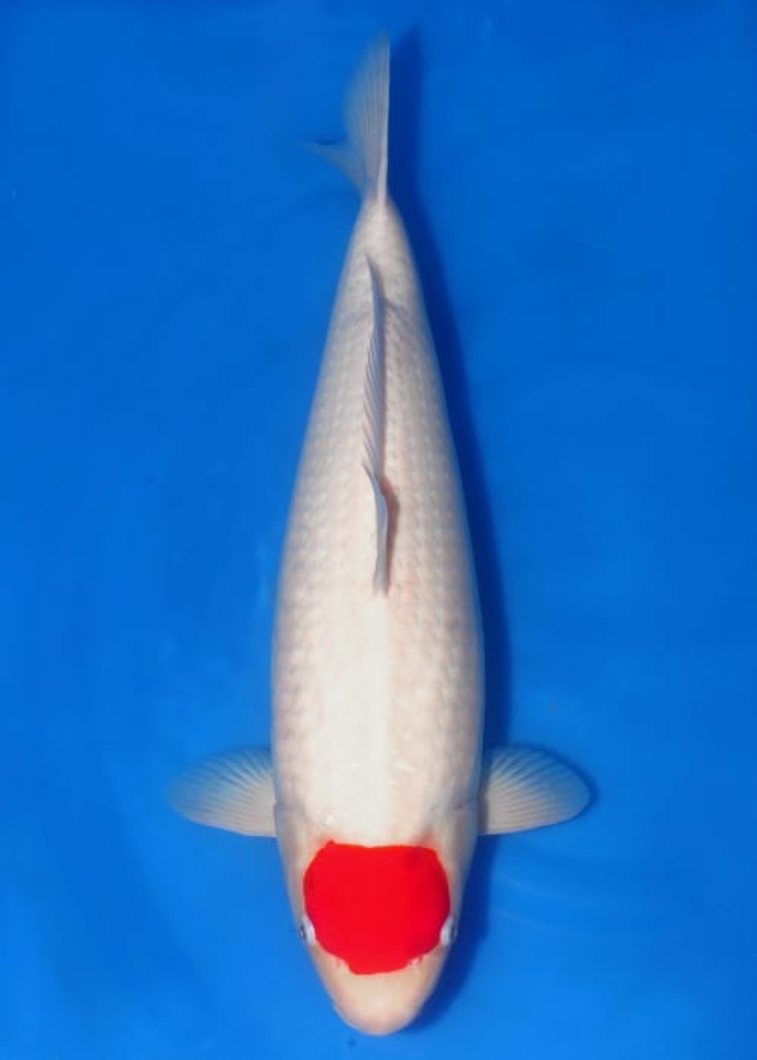 Juara 1