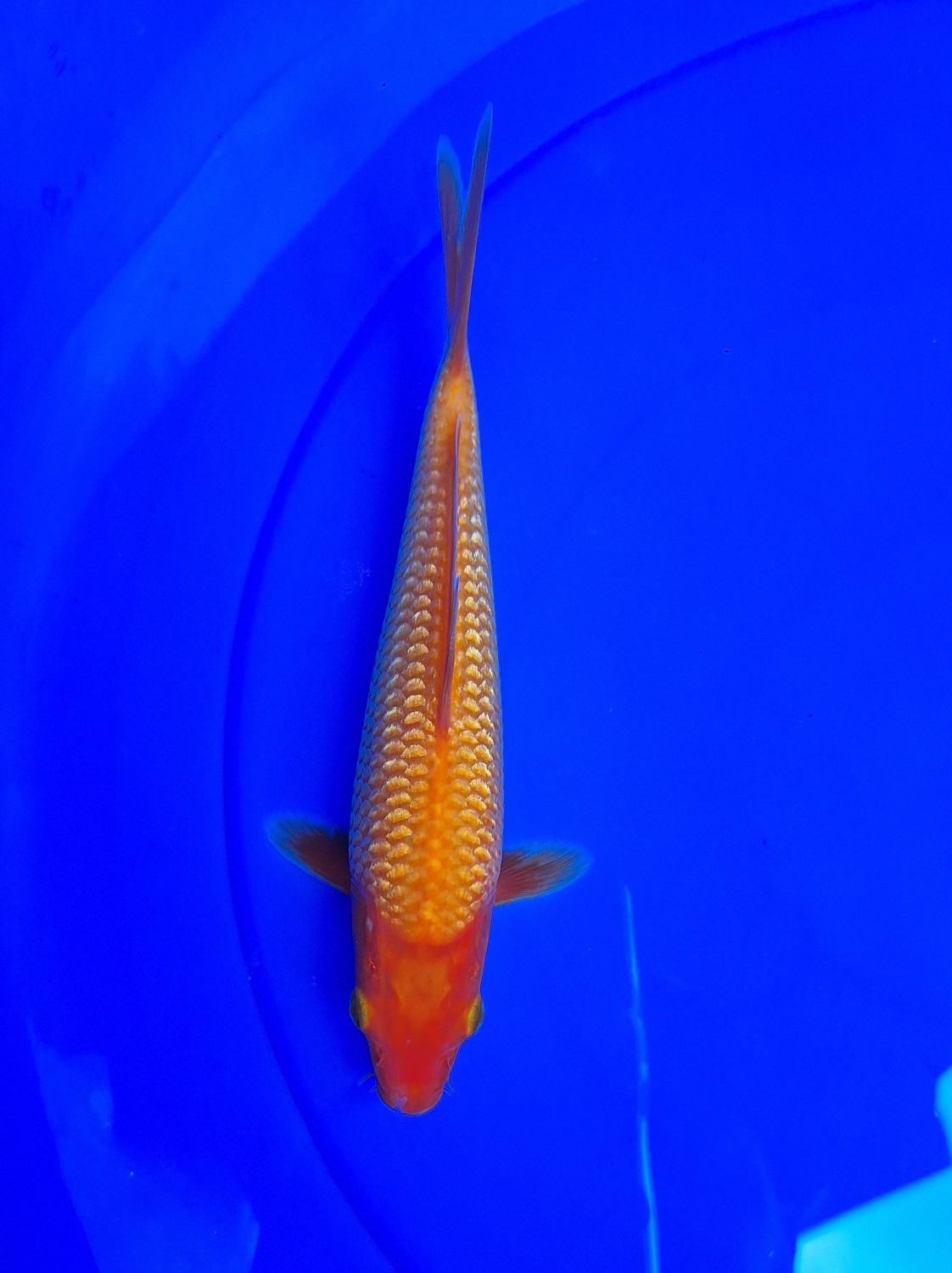 Juara 1