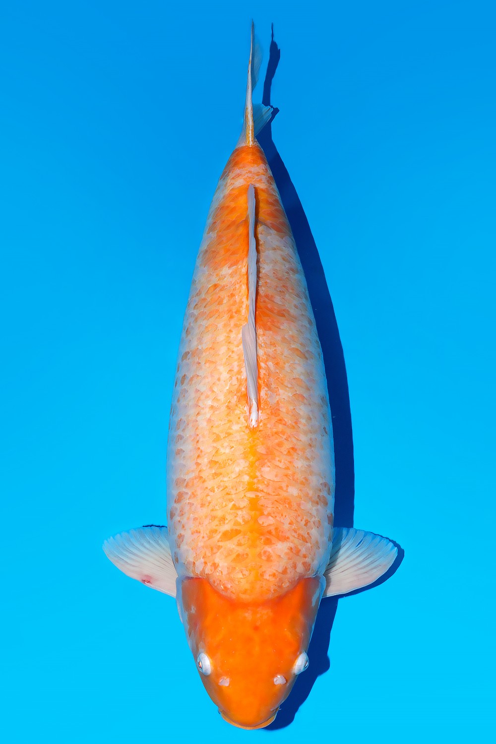 Juara 1