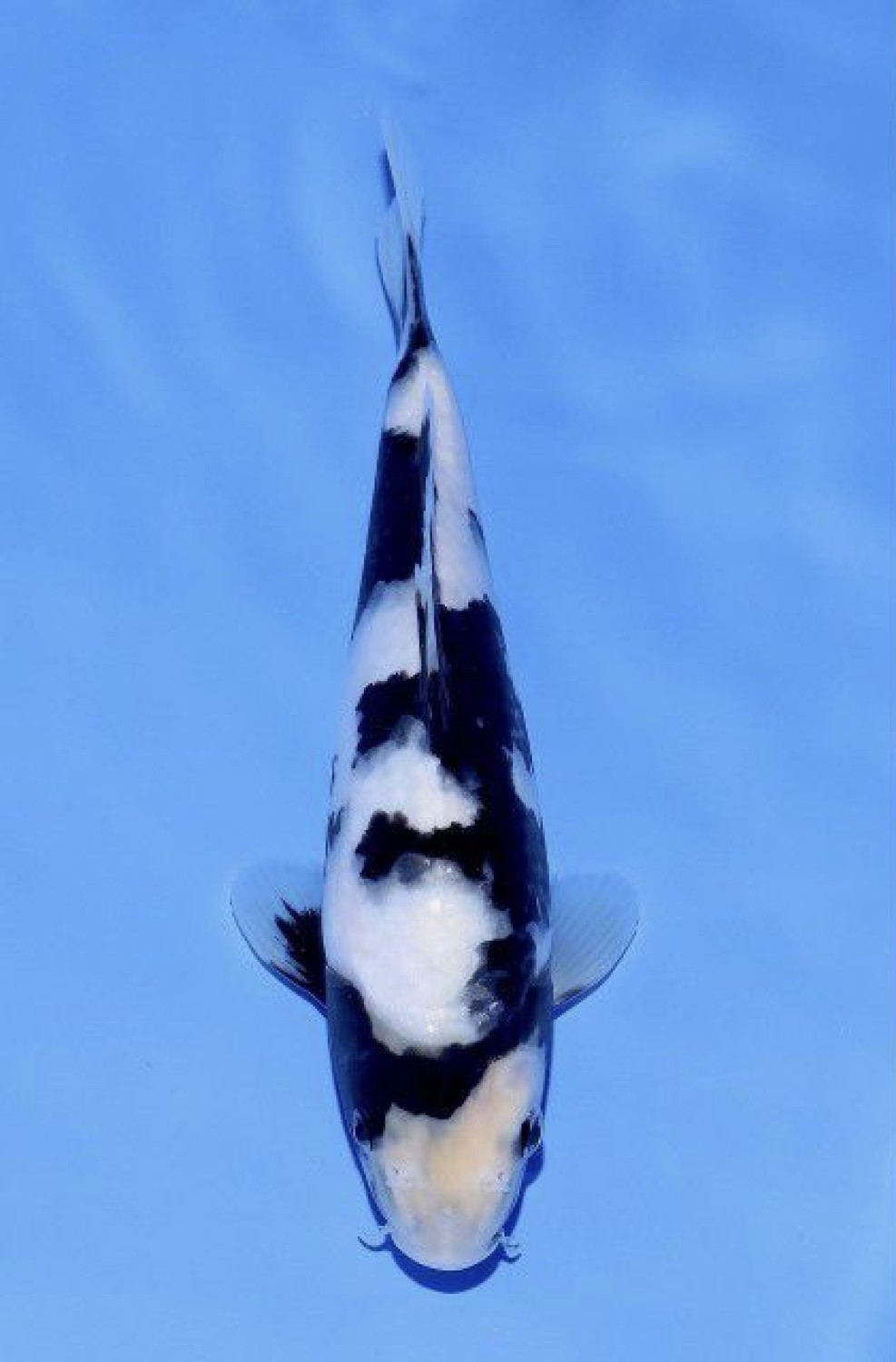 Juara 5