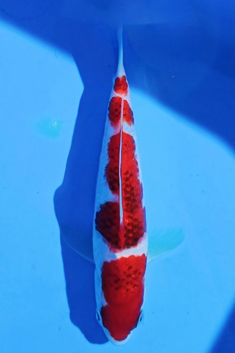 Juara 1