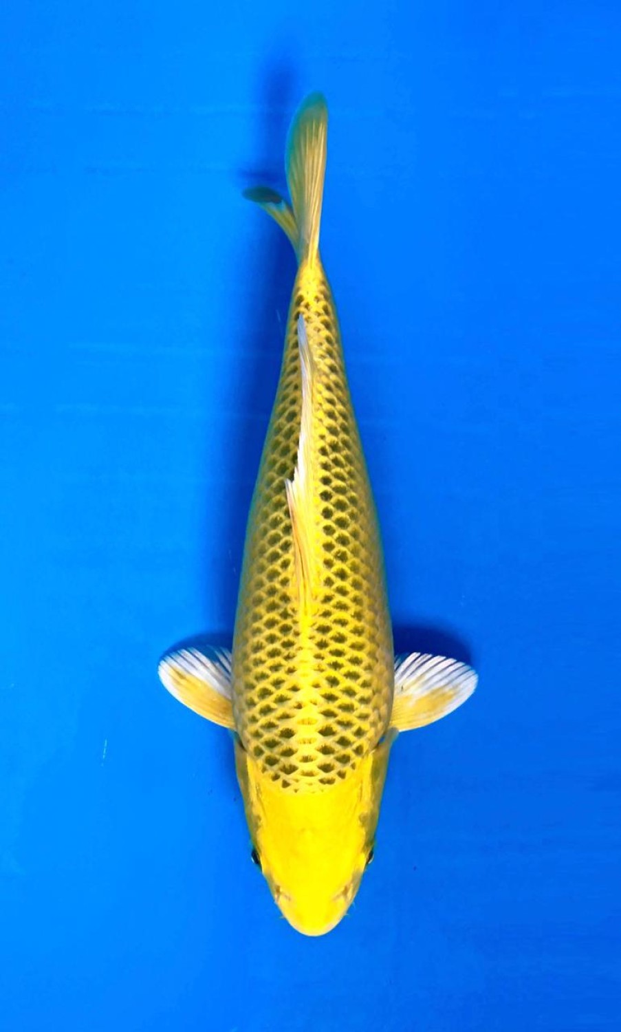 Juara 3