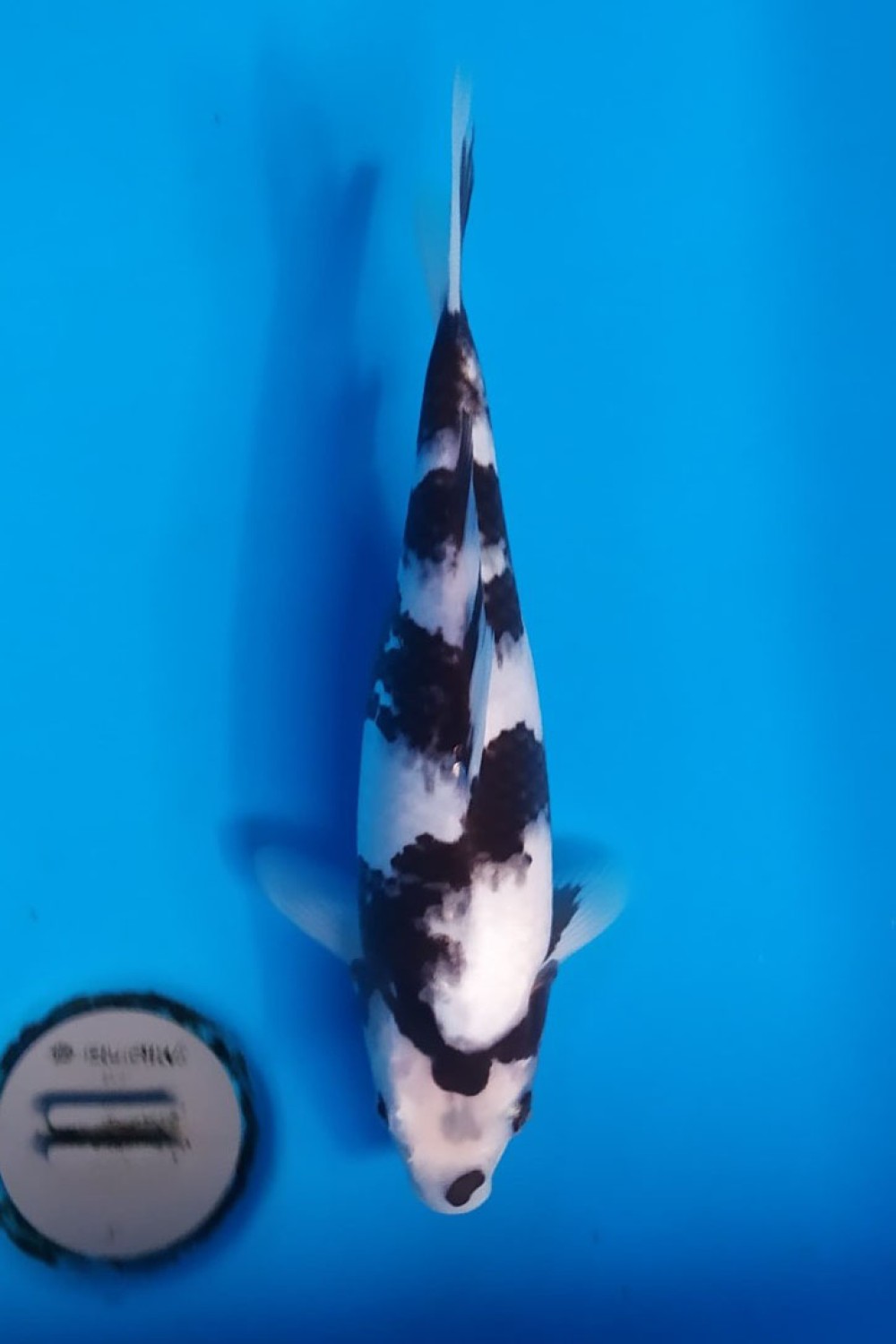 Juara 2