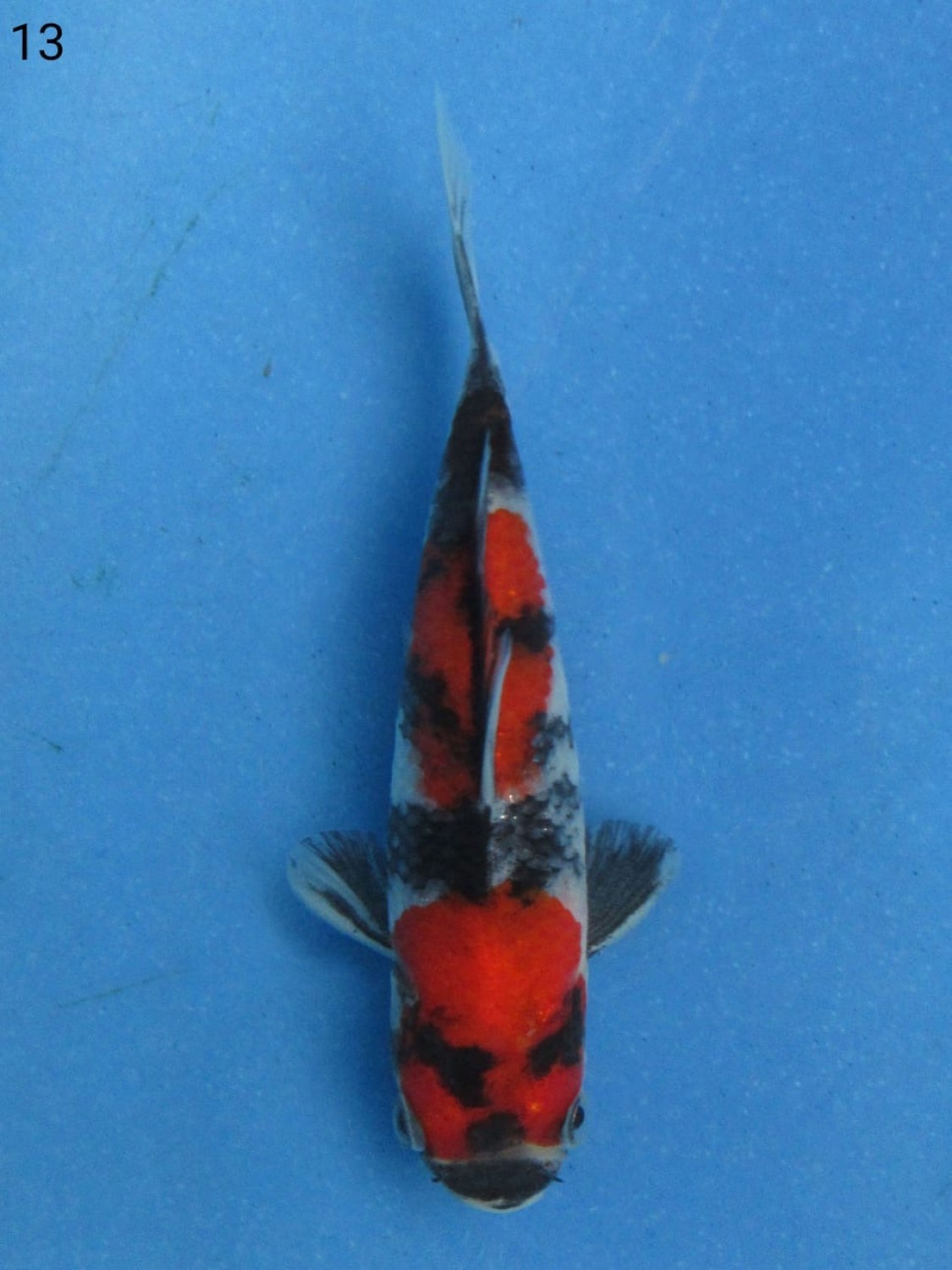 Juara 3