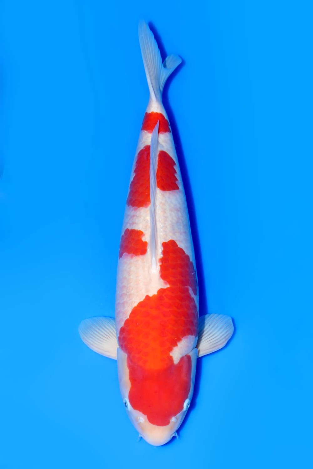 Juara 2