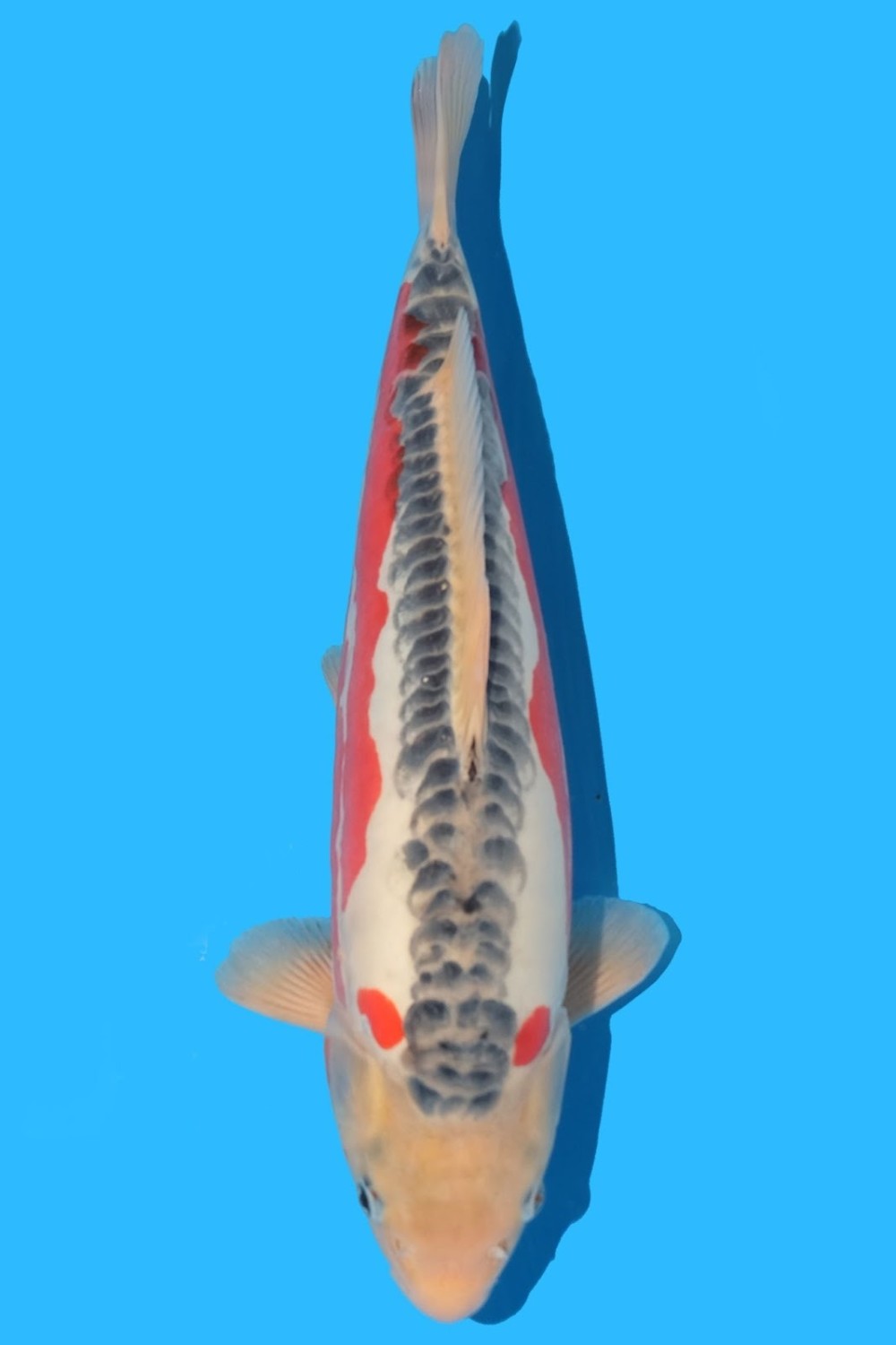 Juara 1
