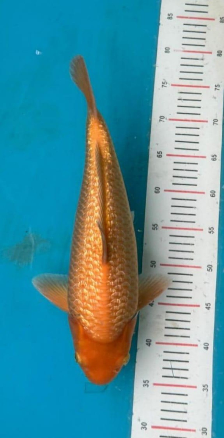 Juara 2