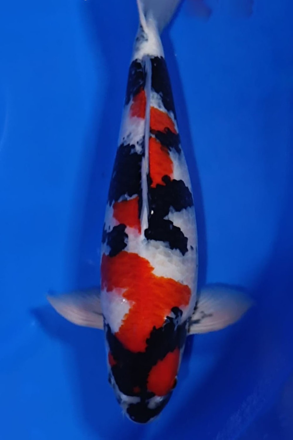 Best In Size A 46 - 50 cm