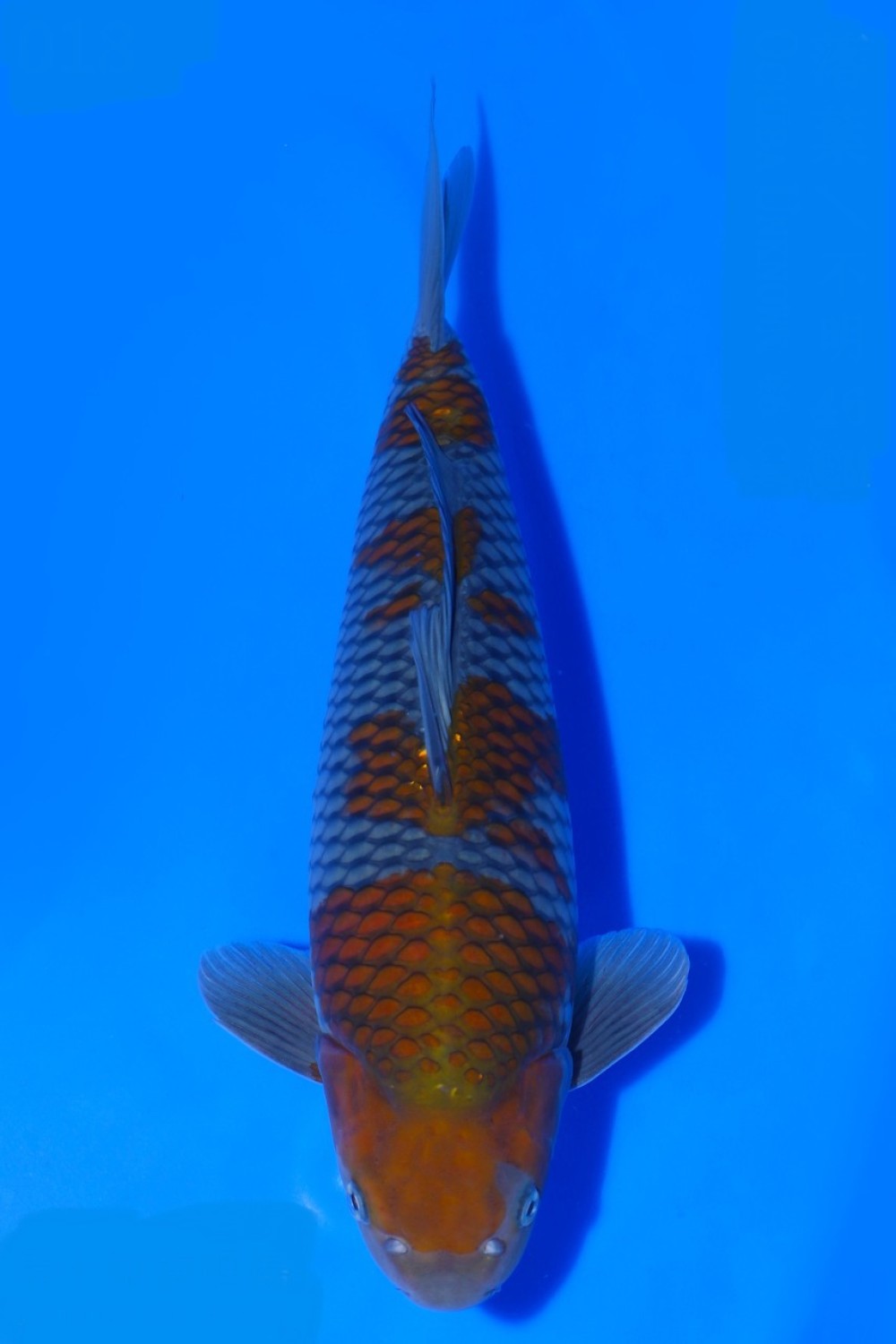 Juara 1