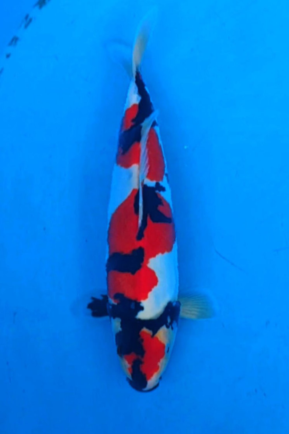 Juara 1