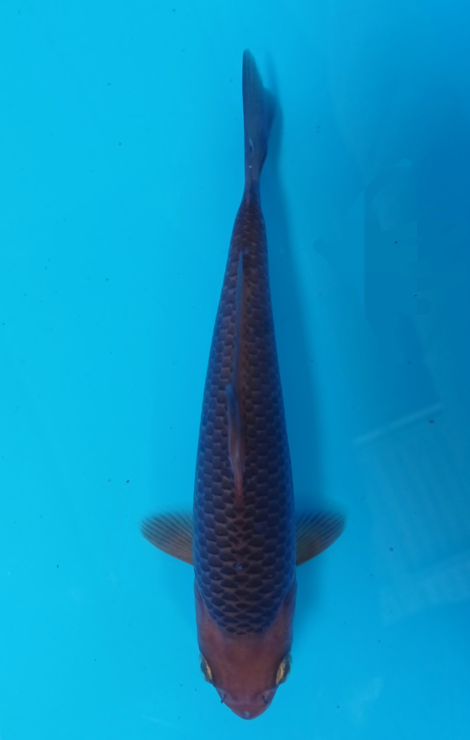 Juara 4