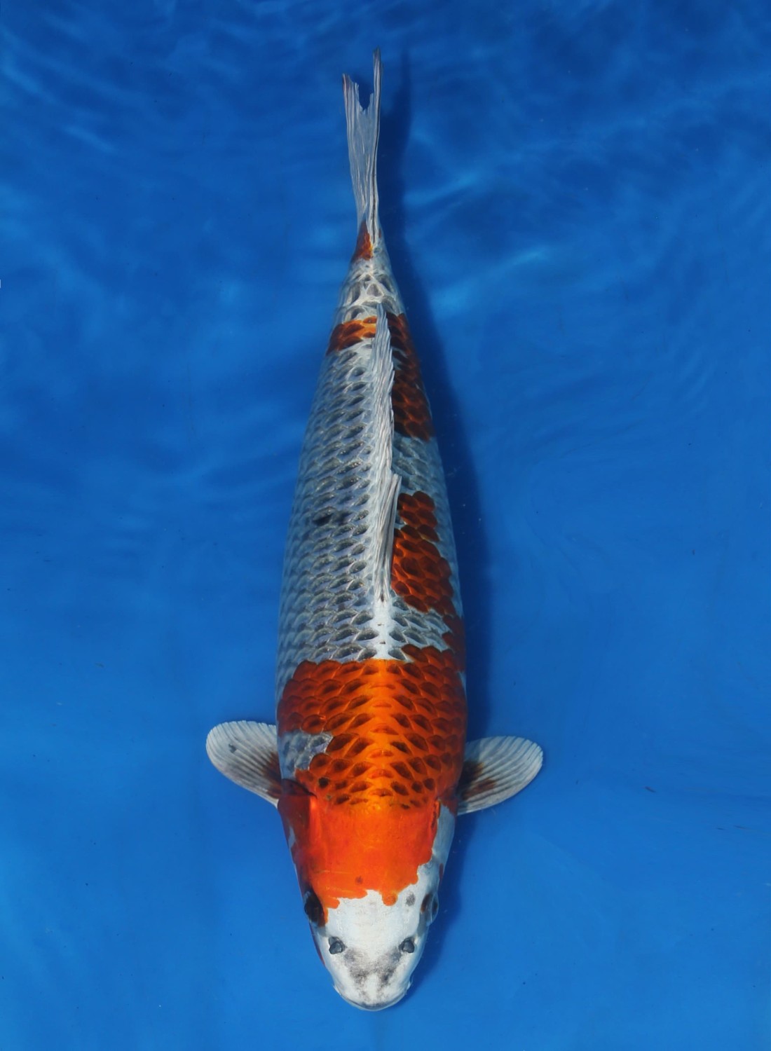 Juara 2