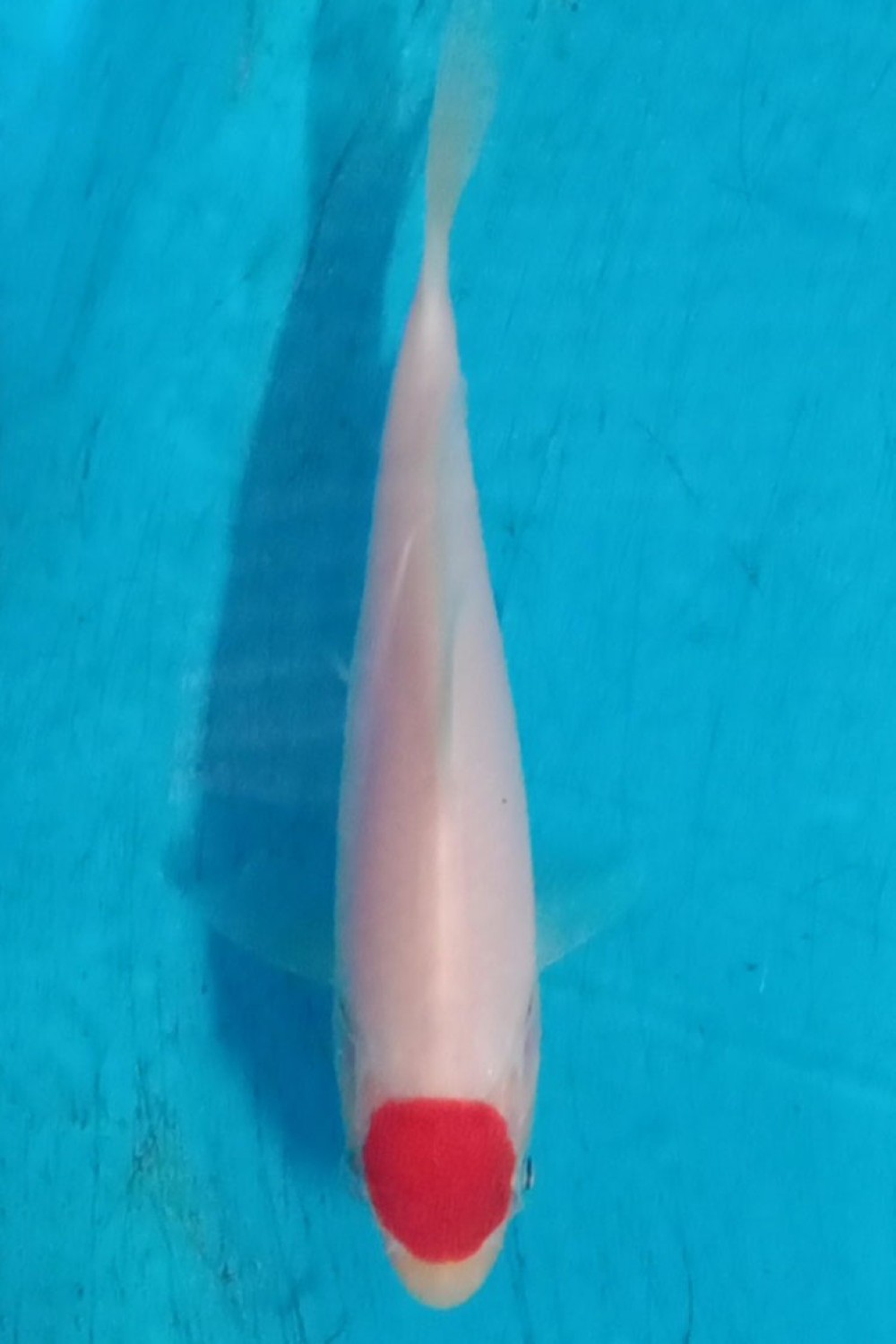 Juara 5