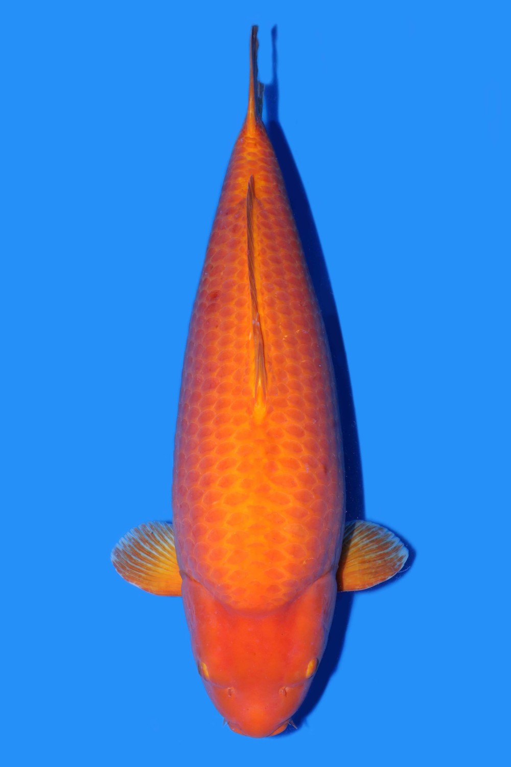 Superior Champion E