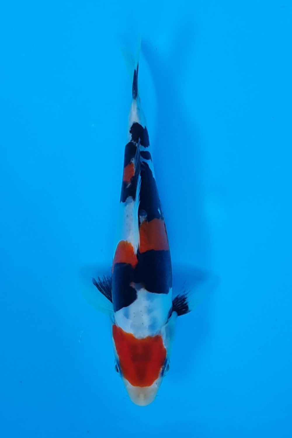 Juara 2