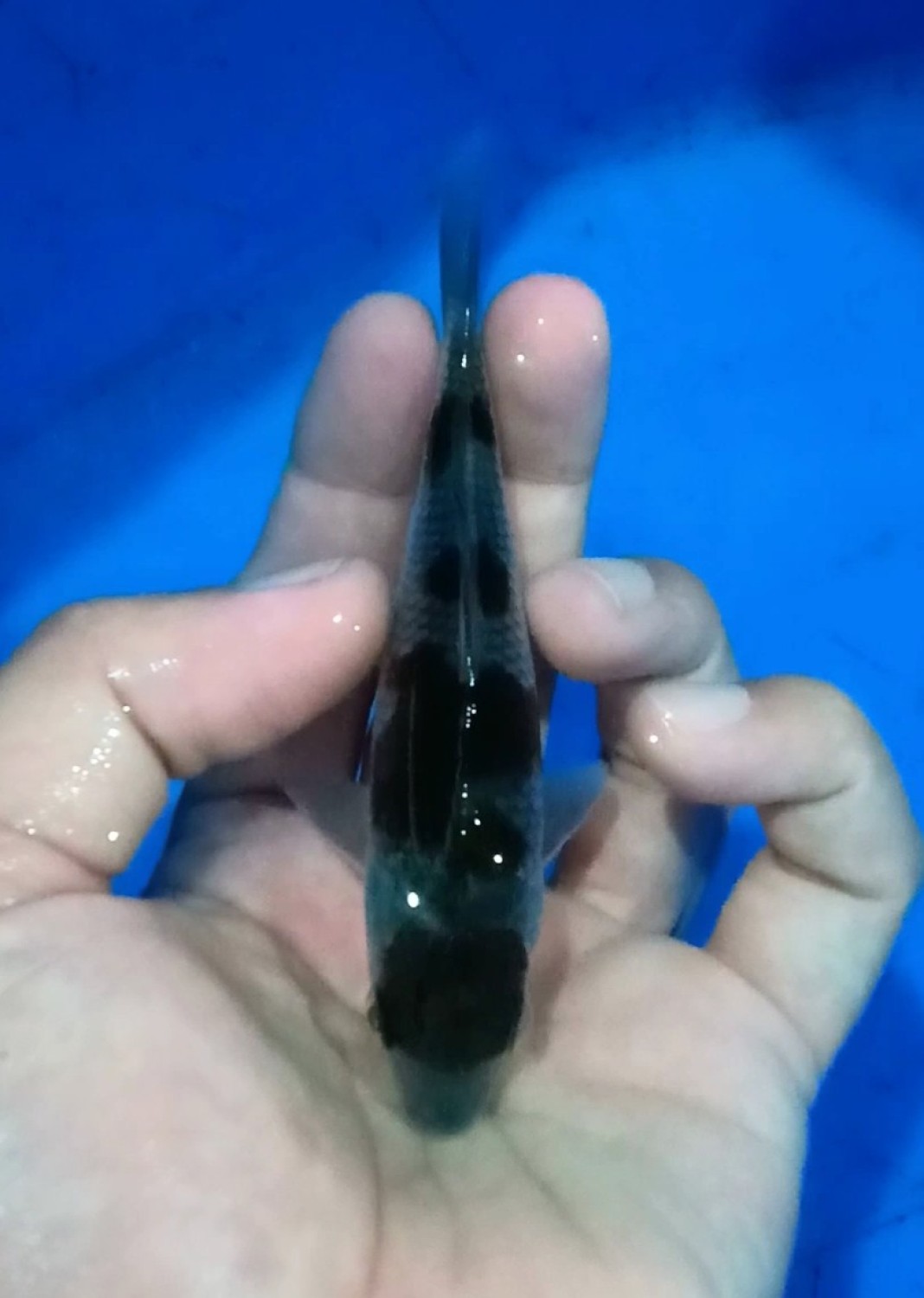 Juara 1