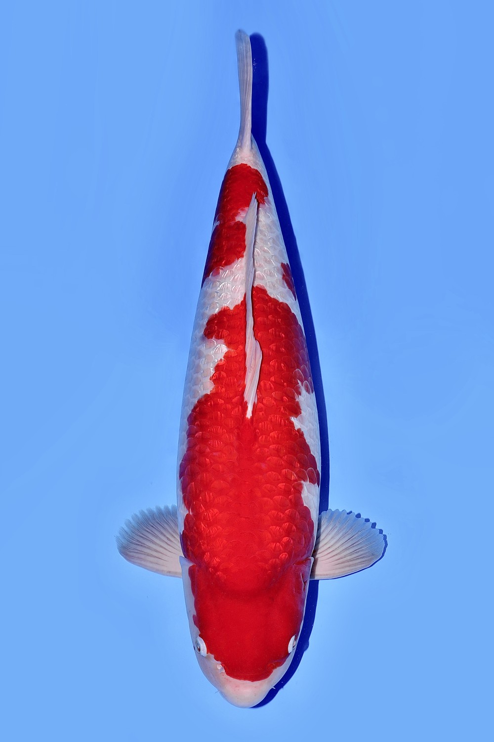 Juara 2