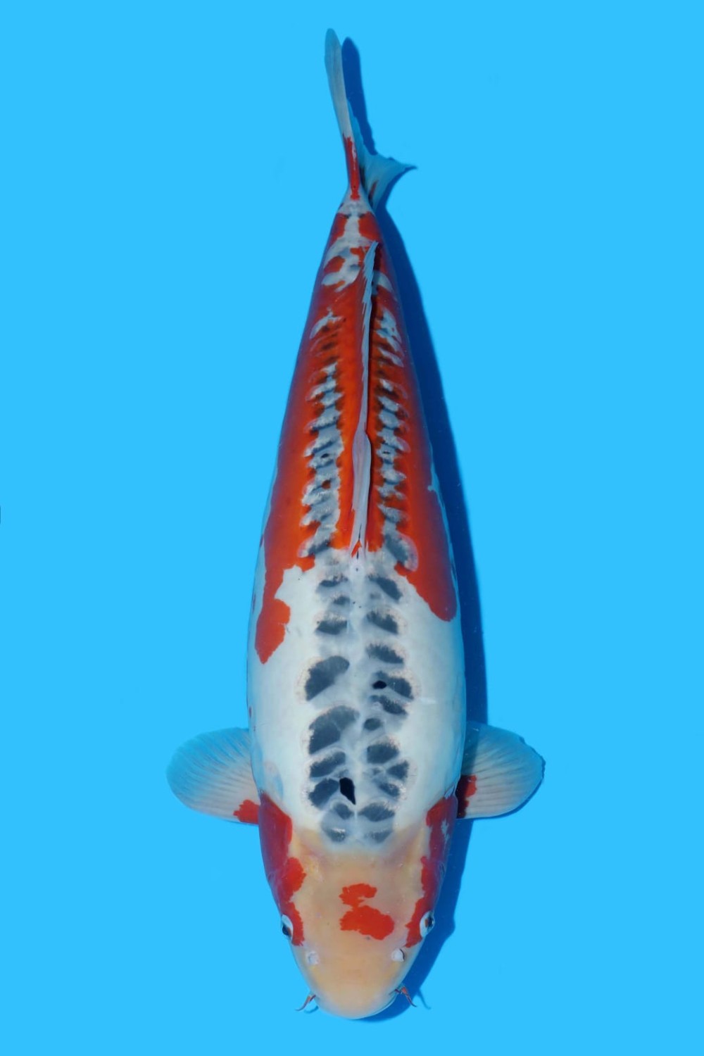Juara 4