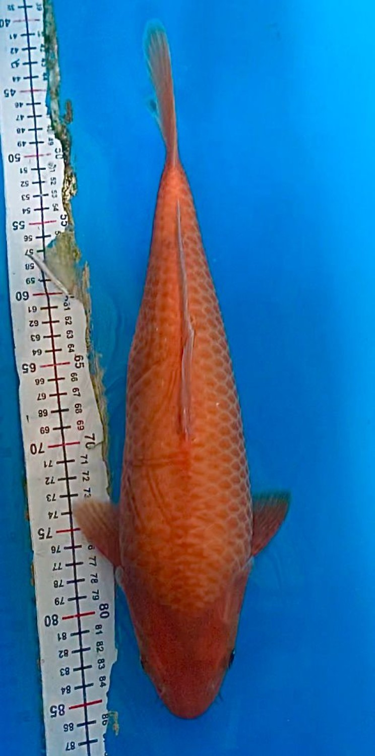 Juara 4