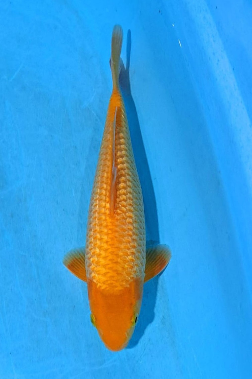 Juara 1