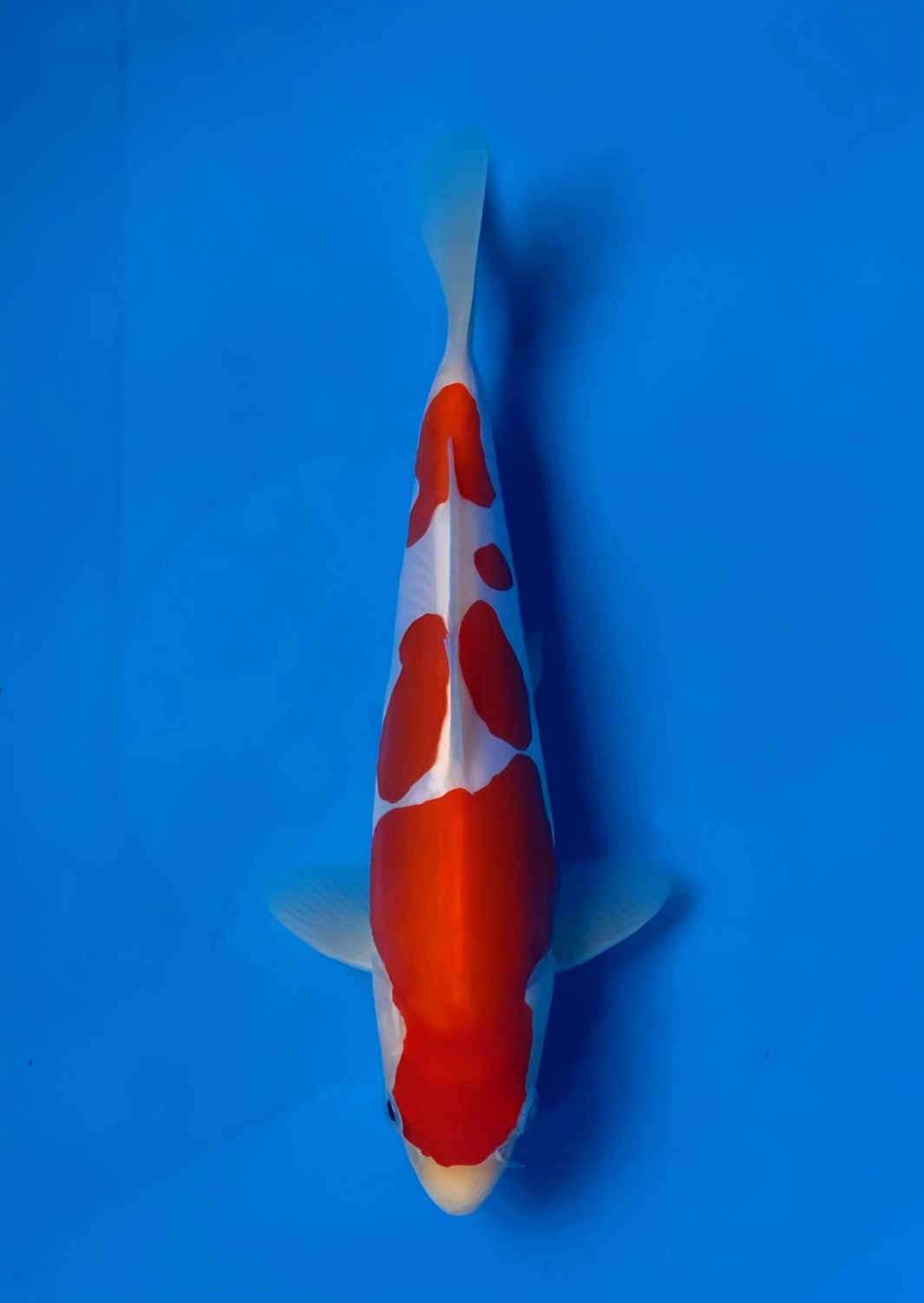 Best In Size C 16 - 20 cm