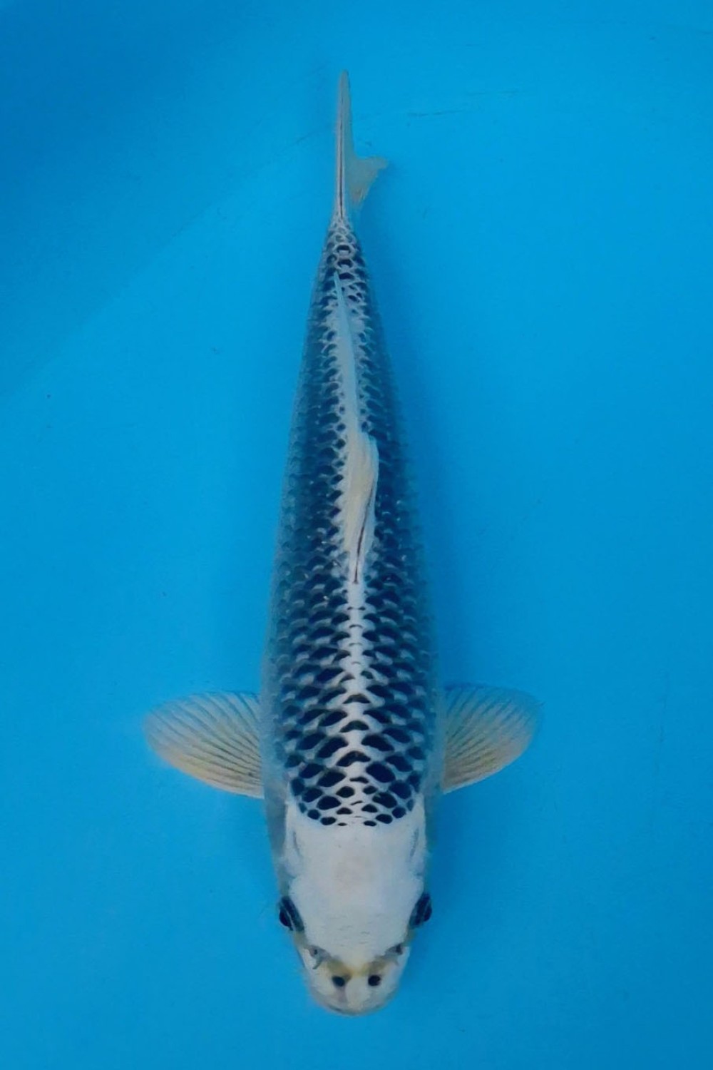Juara 2