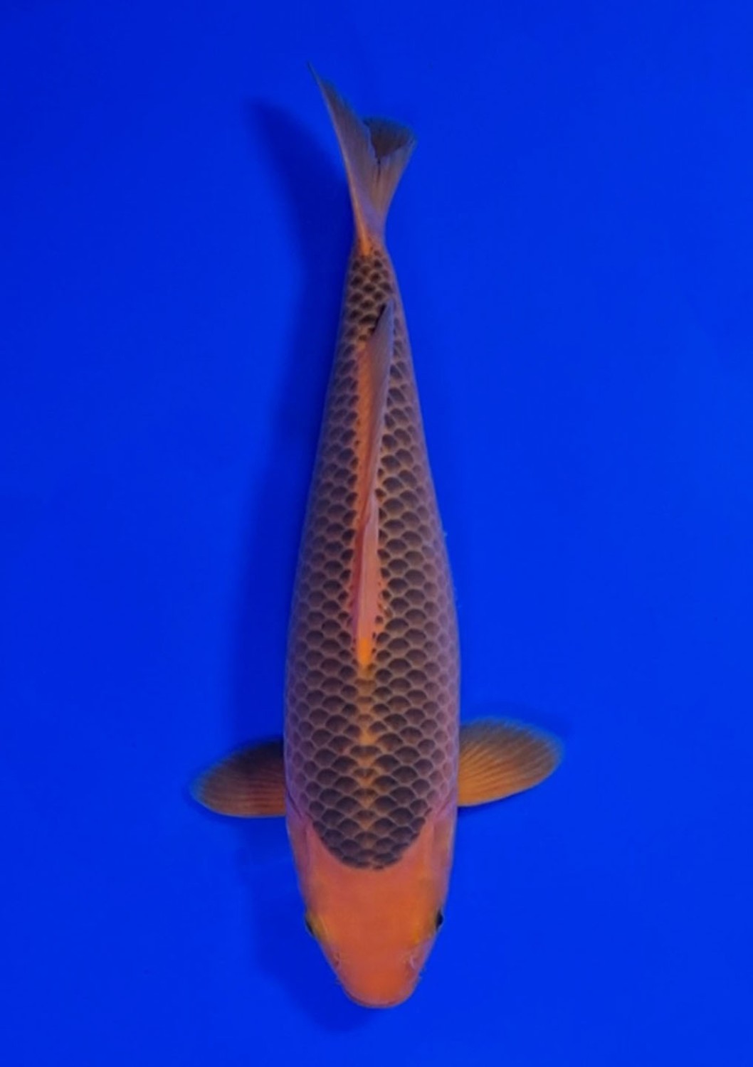Juara 4