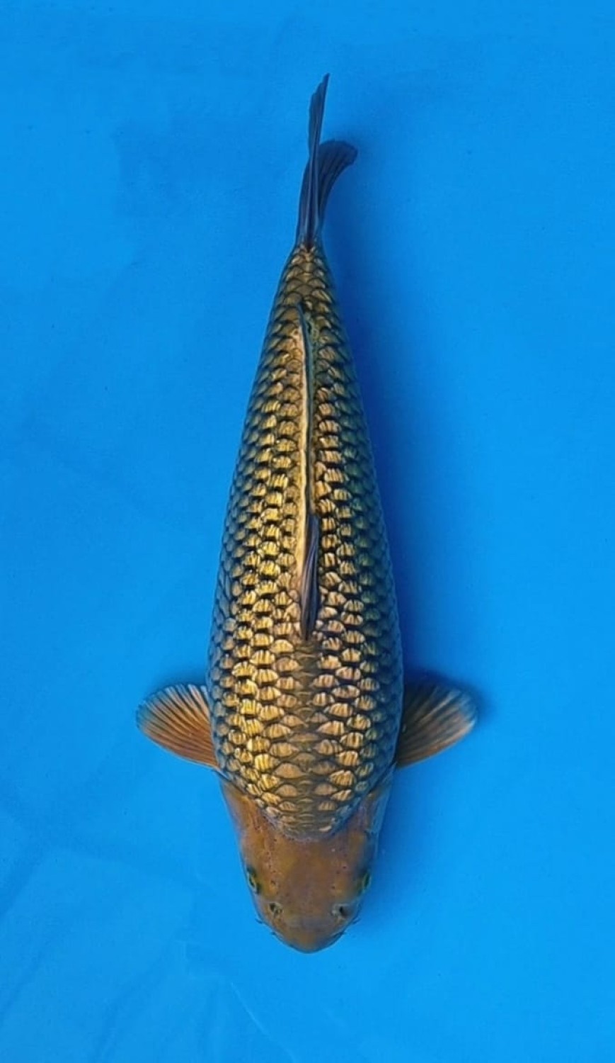 Best In Size E 41 - 45 cm